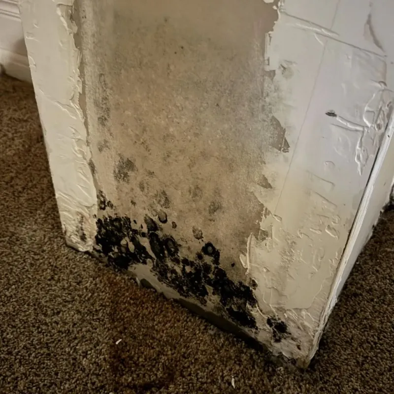 Professional Mold Removal in Questa, NM